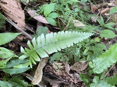 Adiantum latifolium