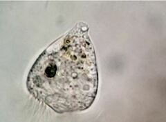 Strobilidium caudatum