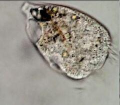 Strobilidium caudatum