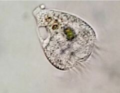 Strobilidium caudatum