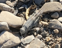 Oedipodinae
