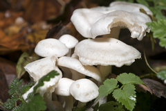 Leucocybe