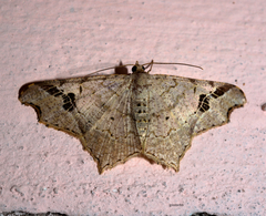 Geometridae