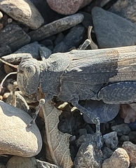 Oedipodinae