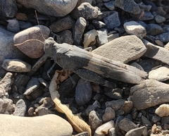 Oedipodinae