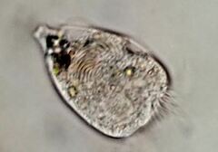 Strobilidium caudatum