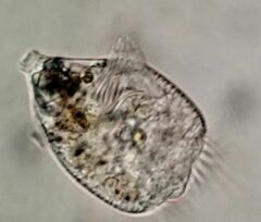 Strobilidium caudatum