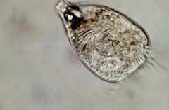 Strobilidium caudatum