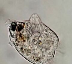 Strobilidium caudatum