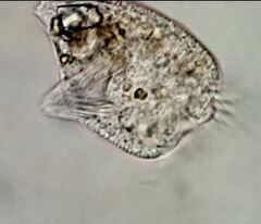 Strobilidium caudatum