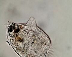 Strobilidium caudatum