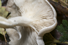 Leucocybe