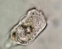 Strobilidium caudatum