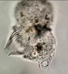Strobilidium caudatum