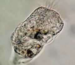 Strobilidium caudatum