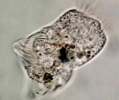 Strobilidium caudatum