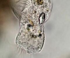 Strobilidium caudatum
