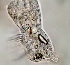 Strobilidium caudatum