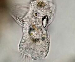 Strobilidium caudatum