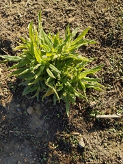 Ambrosia ambrosioides