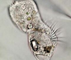 Strobilidium caudatum