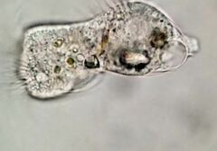 Strobilidium caudatum