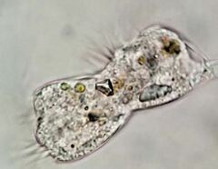 Strobilidium caudatum