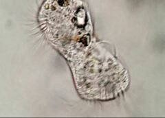 Strobilidium caudatum