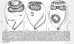 Strobilidium caudatum