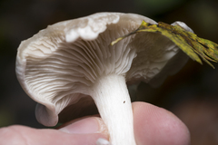 Leucocybe