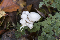 Leucocybe