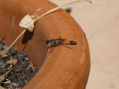 Ammophila sabulosa