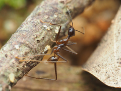 Pheidole singaporensis