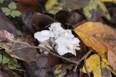 Leucocybe