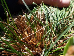 Juncus drummondii