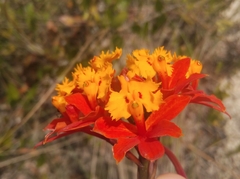 Epidendrum fulgens