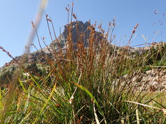 Juncus drummondii