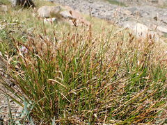 Juncus parryi