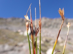 Juncus parryi