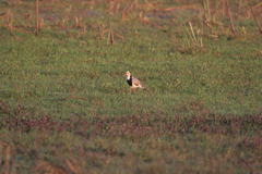 Vanellus crassirostris