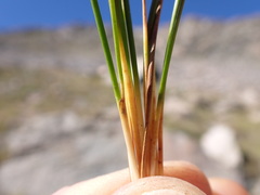 Juncus parryi