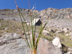 Juncus parryi