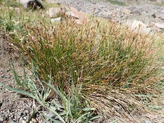 Juncus parryi