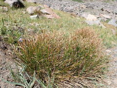 Juncus parryi