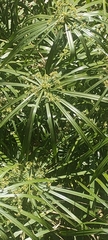 Cyperus alternifolius
