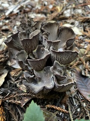 Gomphus clavatus