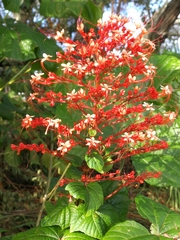 Clerodendrum paniculatum