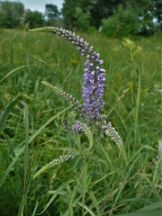 Veronica longifolia longifolia