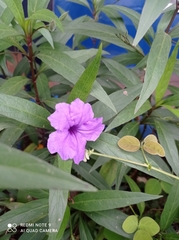 Ruellia simplex