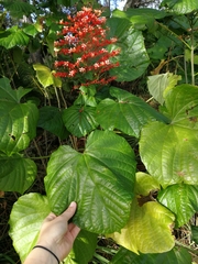 Clerodendrum paniculatum